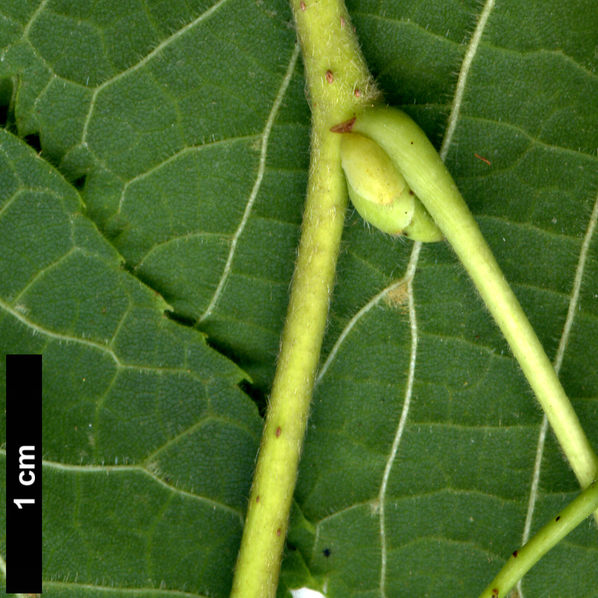 High resolution image: Family: Malvaceae - Genus: Tilia - Taxon: platyphyllos - SpeciesSub: subsp. cordifolia